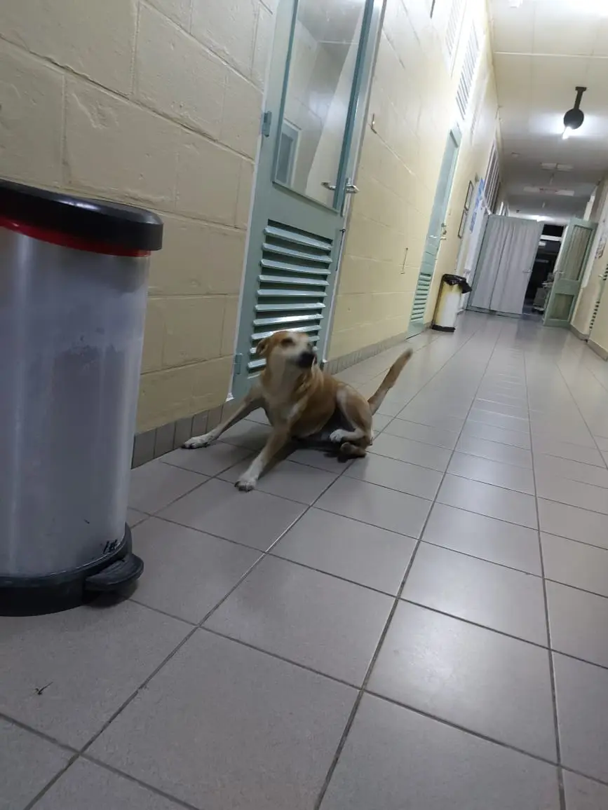Hond ligt in een ziekenhuisgang naast een prullenbak