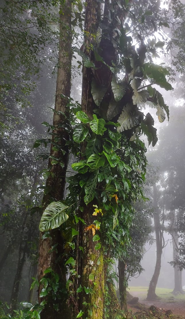 Boom met klimplanten in de mist in het bos