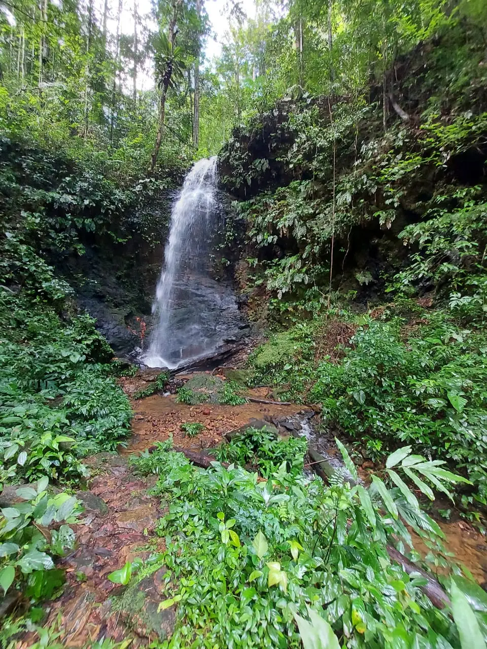 Smalle waterval tussen groene planten in het bos