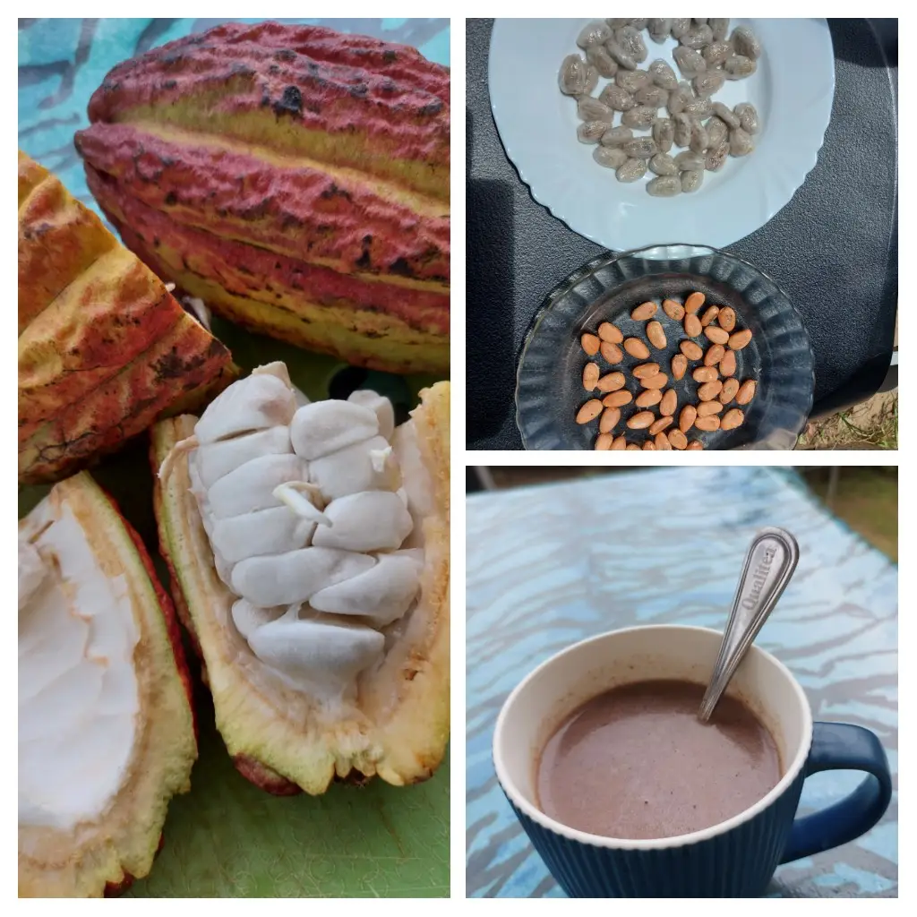 Cacaovruchten, cacaobonen en een kop warme chocolademelk
