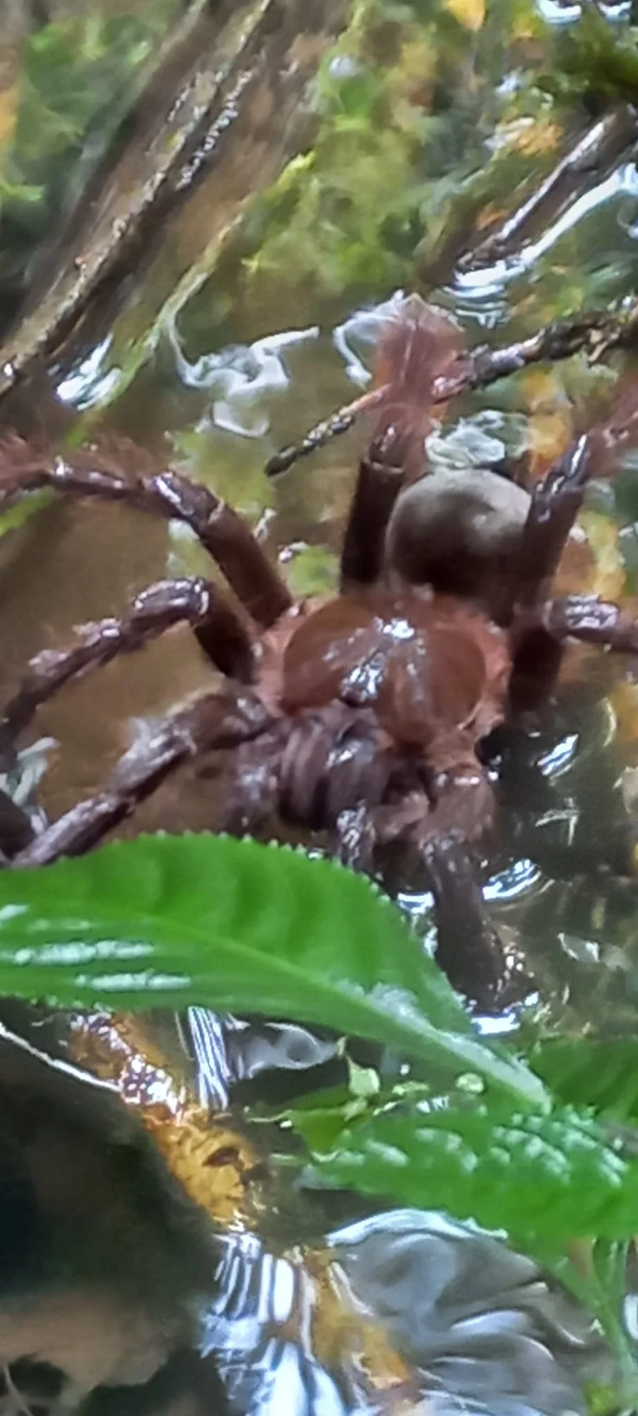 Grote bruine spin op een groen blad boven het water