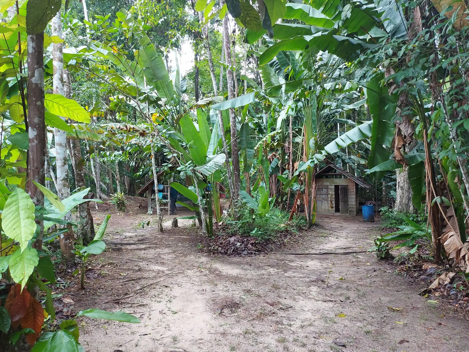 Open plek in het bos met bananenplanten en een kleine houten hut