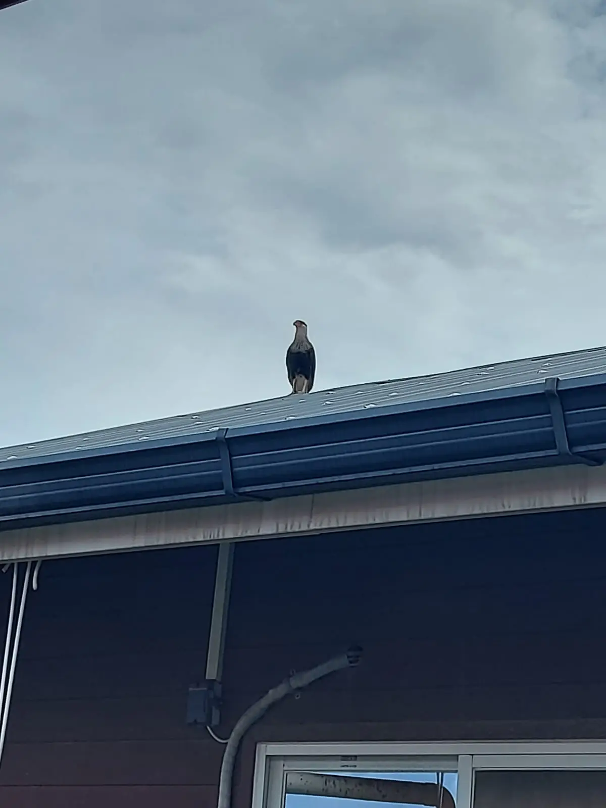 Vogel op de dakrand van een huis