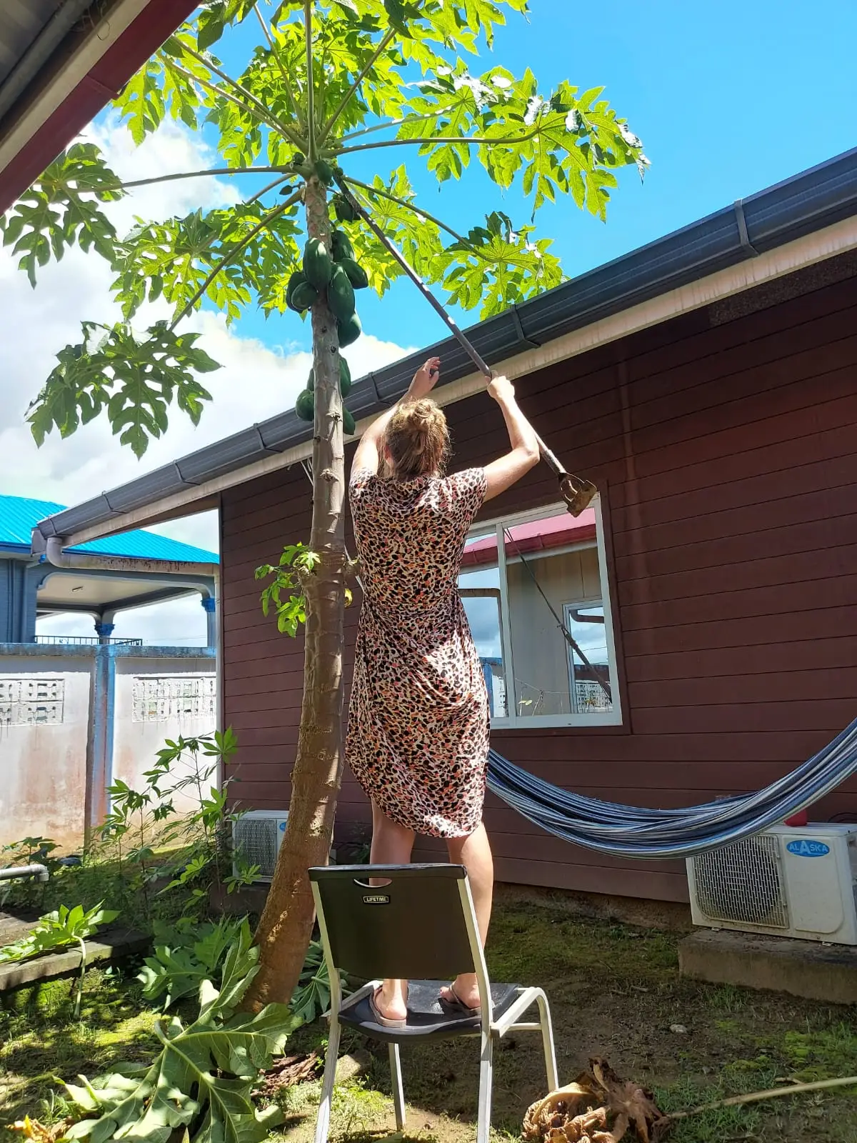 Vrouw staat op een ladder bij een papajaboom naast een rood houten huis