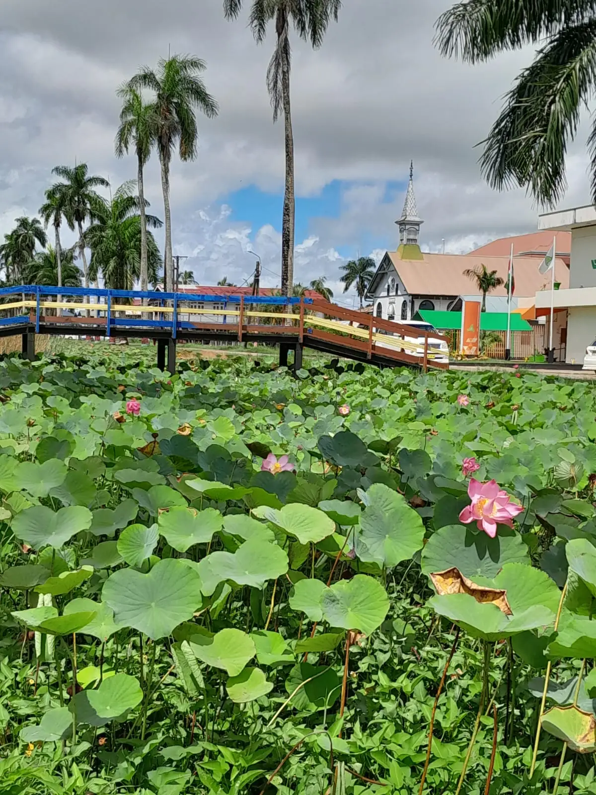 Roze waterlelies in een vijver met een brug en palmbomen erachter