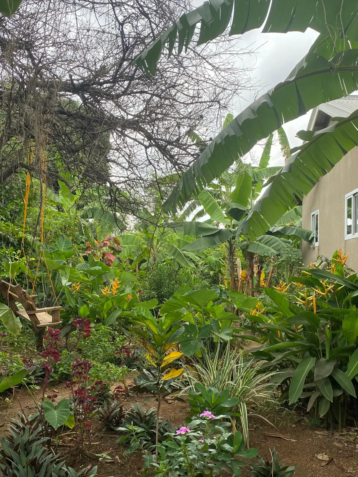 Tropische tuin met bananenplanten en andere groene gewassen